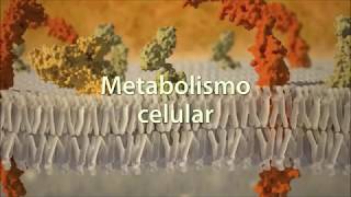 Metabolismo celular anabolismo y catabolismo [upl. by Nytsuj]