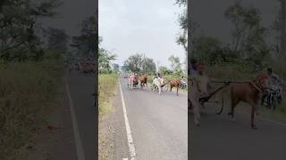 Chinchani maidana bull marathi horse horseracing [upl. by Ahsieket]