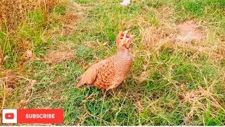 Grey francolin sound  teetar ki awaz  teetar female voice [upl. by Rasaec]