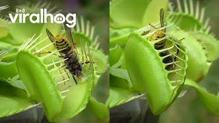 Venus Flytrap Eats Wasps  ViralHog [upl. by Bywoods118]