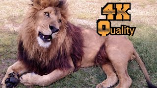 African Lion 4K Footage  Raju The African Lion africanlion 4kvideo 4kanimals [upl. by Ilzel]