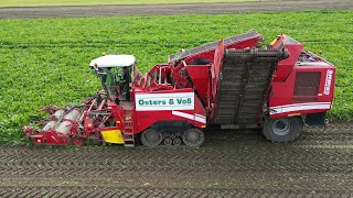 GRIMME MAXTRON 620 bei der Rübenernte 2023  Abfahrer JOHN DEERE 7R 330  OSTERS amp VOß  4K [upl. by Snave618]