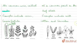 How is pinnately compound leaf different from palmately compound leaf  11  MORPHOLOGY OF FLOW [upl. by Mcclees389]