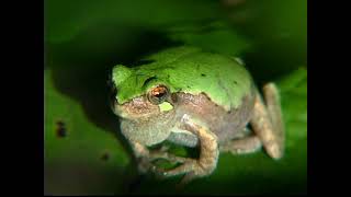 Bird voice treefrog Hyla avivoca [upl. by Marino296]