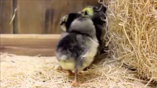 Blue Ameraucana Chicks [upl. by Eanehs786]