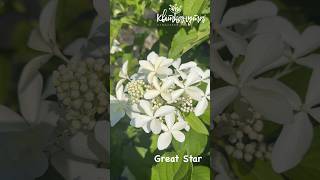 Hydrangea Paniculata Great Star [upl. by Willis]