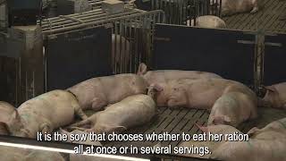 Freeda ESF  Farrowing Feeding  testimonial from Gijsbers The Netherlands Dutch  English sub [upl. by Naie]