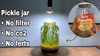 Setup LowTech Pickle Jar Aquascape  no filter no co2 no ferts [upl. by Mainis]