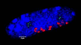 ZEISS ELYRA  3D superresolution imaging of meiosis in rye Secale cereale [upl. by Capone]