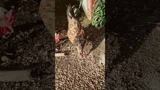 Hen gathering chicks for food biblical speaking [upl. by Limoli705]