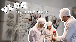 VLOG будни студентамедика циклы в меде ОХТА учимся на трупах [upl. by Schaumberger179]