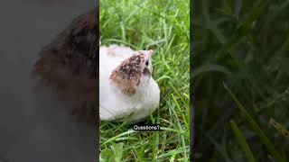 The best quail species to raise as pets  part 3 Coturnix [upl. by Jule]