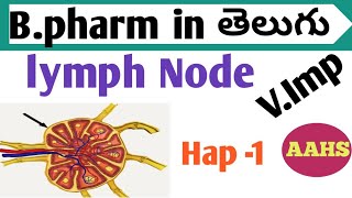 lymph nodes in తెలుగు  b pharm 1st sem  human anatomy and physiology 1 [upl. by Rialc215]