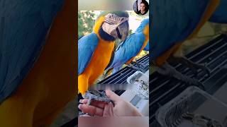 আজকে Parrot পাখিকে কলা খাওয়ালাম।shorts ytshorts parrot [upl. by Anirbus]