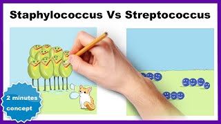 Staphylococcus vs Streptococcus How to differentiate [upl. by Jaan]