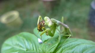 Praying mantis eating wasp still alive [upl. by Eeima938]