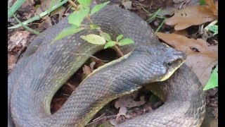 Eastern Hognose Snake in Norman Oklahoma [upl. by Eicyac]