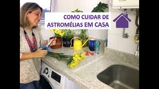 Como cuidar de astromélias em casa [upl. by Nivahb]