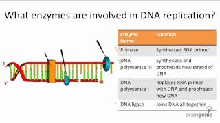 1021 Enzymes Involved in DNA Replication [upl. by Lowrance61]