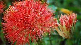 Lirio de sangre bola de fuego flor de sangre  Scadoxus multiflorus [upl. by Naul228]