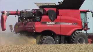 AxialFlow harvesting wheat2015 [upl. by Philipp]