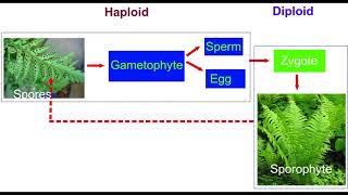 Alternation of Generation in Human and Plants Bryophytes [upl. by Remled]