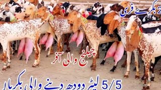 Makhi cheeni Bakriyan Ghabn 44 Bache Dene wali international goat At Shah g goat farm 03323065566 [upl. by Laven]