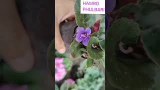 Ultimate Guide to Growing amp Caring for African Violets Tips for Maximum Blooms [upl. by Derzon]