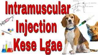 Dog IM InjectionCanine Intramuscular Injection RouteKutte ko injection kese lgaeInjection in dog [upl. by Ssitnerp442]