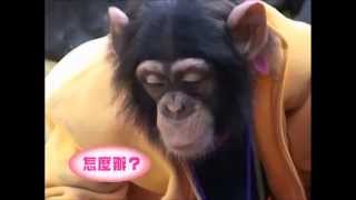 1080p Super Monkey amp Lovely Dog Season 01 Ep 20 [upl. by Madid]