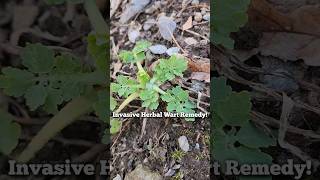 Invasive Herb is Wart Remedy [upl. by Anekam]