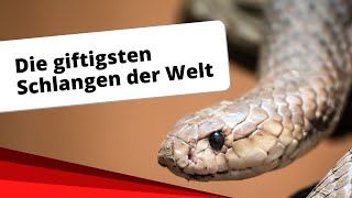 Top10 Die giftigsten Schlangen der Welt [upl. by Rosdniw]