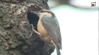 20120319 boomklever metselt nest HD 1080 Natuurkanaal [upl. by Yentroc]