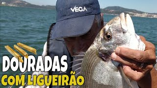 DOURADAS NO RIO COM LINGUEIRÃO COM CASCA  VIDEO PESCA À DOURADA [upl. by Honora]