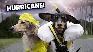 HURRICANE DOGS  Wiener Dogs Prepare for a Storm [upl. by Yltsew]