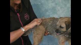 How to Groom A Border Terrier  Jodi Murphy Instructional Series [upl. by Nailimixam]