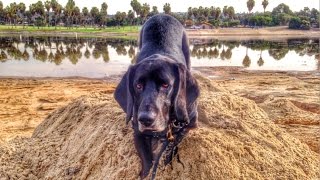 Basset Hound Nose Work Training [upl. by Eelanaj]