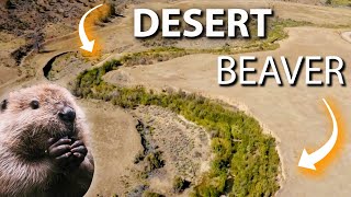 How Beavers Are Restoring Wetlands in North American Deserts [upl. by Anerda721]