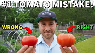 Youre Picking Tomatoes WRONG NEVER Vine Ripen A Tomato Again [upl. by Mosier]