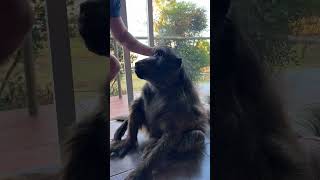 Helping my blind baboon sister get home 🥰🙏animals animallover wildlife cuteanimals [upl. by Nicolina]