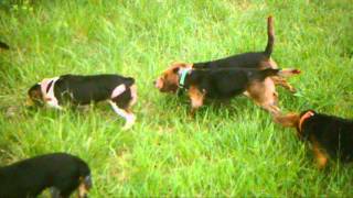 Six AKC Beagles rabbit Hunting [upl. by Yelnik]