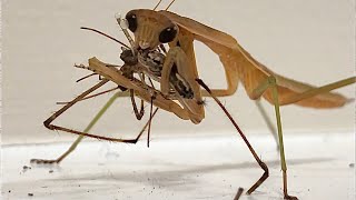 Praying mantis eats creepy spider [upl. by Ausoj]