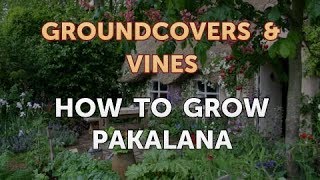 How to Grow Pakalana [upl. by Anowahs]