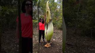 The Corpse Flower🌺 A Closer Look at the Infamous Plant that Smells Like Death ☠️ [upl. by Emery]