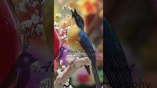 Tickells blue flycatcher Singing E35 burungtledekan birdwatching tledekangunung [upl. by Etnahc]