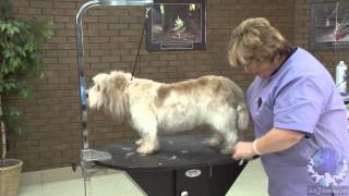 How to Groom a Pet Petit Basset Griffon Vendéen with Lisa Leady [upl. by Abert]