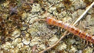 Centipede  Lithobius forficatus  Margfætla  Garðfætla  Fjölfætla  Liðdýr  Pöddur [upl. by Campy]