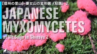 【信州の里山】妻女山の変形菌（粘菌）その2 Japanese Myxomycetes vol2 [upl. by Furlong]