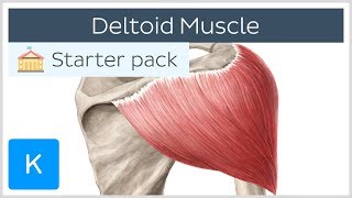 Deltoid Muscle Origin Insertion amp Action  Human Anatomy  Kenhub [upl. by Artap568]