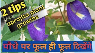 अपराजिता के पौधे की पूरी जानकारी साथ में INTERESTING FACts  aprajita plant care amp growing tips [upl. by Eatnwahs757]